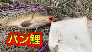 あまりにもコイが多いからパン鯉やってみた。【鯉釣り】