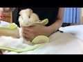 【モルモットの爪切り】別室で爪切りが効果的だった！guinea pig nail clipper