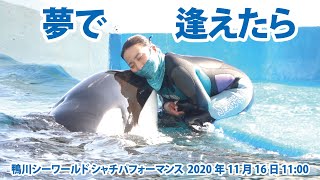 夢で逢えたら【2020年11月16日11:00　鴨川シーワールド　シャチパフォーマンス】Orca performance, Kamogawa Sea World, Japan