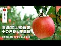 果樹寶石｜青森富士蜜蘋果十公斤特大果開箱｜AOMORI APPLE FROM JAPAN