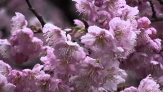 Cherry Blossoms, Yukiwarizakura,   桑田山の雪割桜　須崎市　高知県