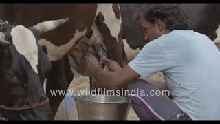 Milking a Cow in India: Mixed Jersey - desi gai produces moderate milk output for her bachhri