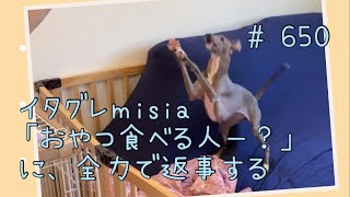 「おやつ食べる？」に全力で返事するイタグレｍｉｓｉａ(ミーシャ)【生後650日】【うちの子583日目】【イタリアングレーハウンド】【パピーズママ出身】【2021.5.17生まれ】2023.2.25撮影