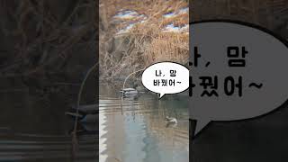 청둥오리 부부 싸움, 얼마나 오래 갈까요~?  #shorts #duckfamily #망월천