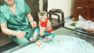 Monkey BoBo and monkey Mun seem indifferent to the plate of ripe bananas.