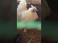 【烏骨鶏】帰り際の喧嘩で鳴き声で競っています・・・💖🐔🐔🐔🐤🐤💖