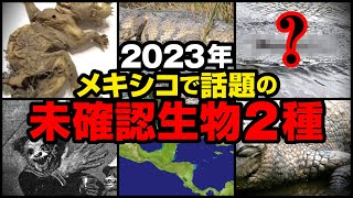 【UMA】2023年メキシコで話題の未確認生物2種