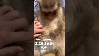 【高尾山さる園】おへそ #japanesemacaque #japanesemonkey #mttakao #snowmonkey