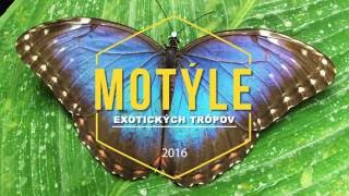 Exotické motýle v Botanickej záhrade UPJŠ v Košiciach 2016