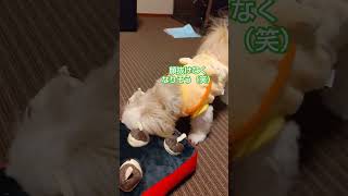 たこ焼きチャレンジ #チャッピー#たこ焼き#知育玩具#犬 #チワズー #犬のおもちゃ