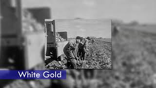 Colorado Experience White Gold Promo