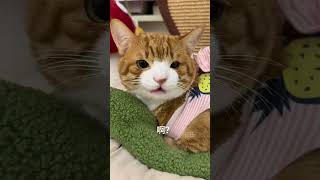 夹子猫有几种夹法夹子猫 猫咪 宠物也要过年仪式感 我真养到招财猫了 这种萌物究竟是谁在养