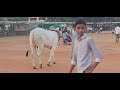 venkatachethanya gari two teeth bull s basinayapalle in rentachintala