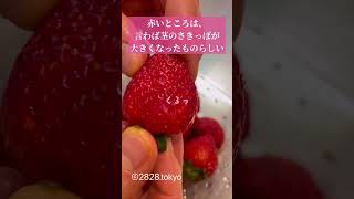 自宅をフルーツパーラーと呼ぶ男🥭🍈🍎は伝えたい！まさかのいちごって、果実ではない？#2828tokyo #fruit