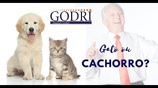 Godri - Gato e Cachorro (Motivando com Criatividade)