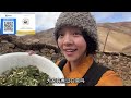 【lhamo】165 the wild vegetables in the cordyceps season in tibet pastoral areas are very tender