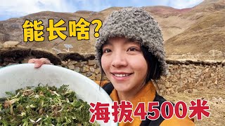 【Lhamo】165 The wild vegetables in the Cordyceps season in Tibet pastoral areas are very tender