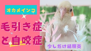 【オカメインコ】毛引き症と自咬症\u0026少しだけ結膜炎