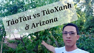 Táo xanh vs Táo tàu, giống nào nhiều trái ở Arizona? GA866, Sugar, Thái, Đại mật, Shirley.