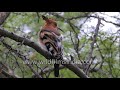 upupa epops also known as the common hoopoe perched on a tree