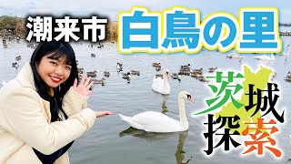 【茨城探索】白鳥の里　茨城県潮来市。白鳥が飛来する北浦の白鳥の里に行ってきました。白鳥を見に行きましたがカモがすごい（汗）