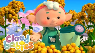 Cloudbabies - Baba Green's Best Moments | Full Episodes | Cartoons for Kids