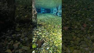 美しい水中映像 #nature #naturephotography #水中#underwater #自然の風景 #kumamoto