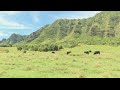 Hawaii Grown, Hawaii Made: Kualoa Ranch