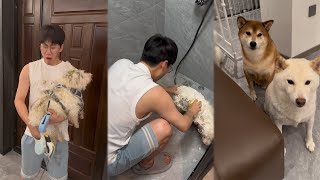 【你的陈比方】一个都指不上，就你们几个智商加起来都沒我胆n大#pets #寵物 #寵物生活 #萌宠 #柴犬 #狗狗 #搞笑 #funny