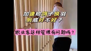 给鸽子避光有争议，鸽友们到底支持哪一方多呢？