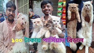 ১০০ টাকায় পার্শিয়ান বিড়াল কিনুন মিরপুর হাট থেকে। mirpur-1 cat market (04/10/2024)🐈🐈‍⬛