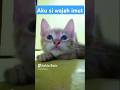 Aku si imut #kucing #kucinglucu #cutecat #cat #cats #catlover #shorts #short #shortvideo #funny #fyp