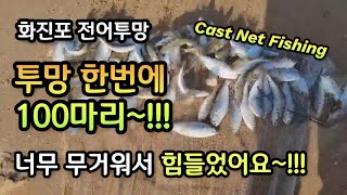 투망 한방에 대전어 100마리? 투망달인 원투형님 화진포해변 대전어투망 실황, cast net fishing, pesca, إلقاء شبكة, വല എറിയുന്നു