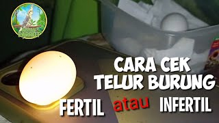 cara melihat telur burung fertil atau infertil