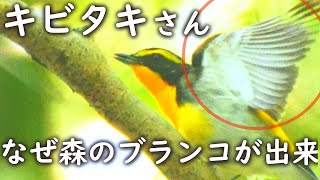 キビタキさえずりと地鳴き🐤かわいい天使