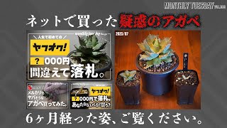 【アガベ】メルカリ、ヤフオクで購入した怪しいアガベのその後をお見せします！