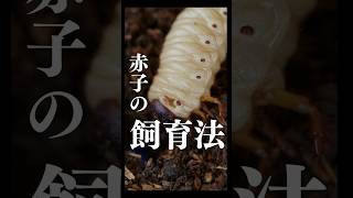 【飼育ノウハウ】割り出した幼虫のボトル戻し！スマトラオオヒラタ！#昆虫 #カブトムシ #クワガタ #昆虫飼育 #カブトムシ飼育 #クワガタ飼育