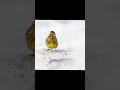 Yellowhammer bird voice for sleep 💤|Nature with relaxation