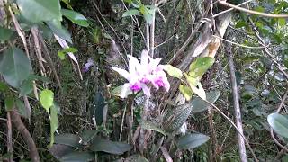 Orquídea Cattleya intermedia - habitat natural  - Atlantic Forest Orchid in the Wild