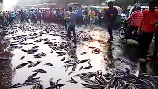 Fenomena ANEH.!! Ribuan Ikan Mendadak Jatuh Dari Langit, Penduduk Gempar Berebut Ikan