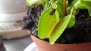 Venus fly trap catch fly and eat it! (carnivorous plant)