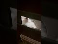 ニャンコのお出迎え😍 cat funny shorts funnycat cute 猫 ねこ ねこのいる生活 ねこ動画 猫動画