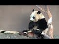 🐼ふうひんの歯を大調査！パンダの歯の数って実は◯◯本⁉️🦷