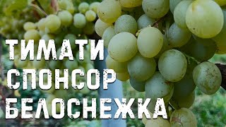 Виноград Спонсор, Белоснежка и Тимати в Беларуси (08.10.22)