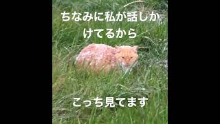 茶トラさん、体に雪が積もってるけど大丈夫なの❓【猫好きには辛い】