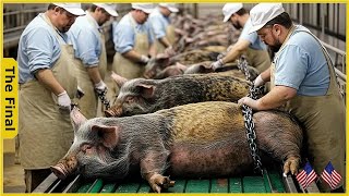 Farmers Lose $30000 Each Year To Wild Boar Attacks Here’s How They Profit Back -Farming Documentary