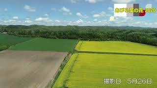 北海道安平町菜の花畑2020 Part2