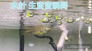 淡水水針魚 生產瞬間