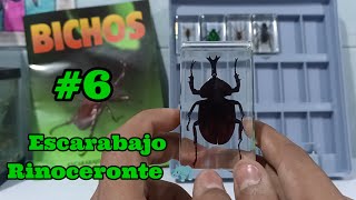 Bichos #6 Escarabajo rinoceronte 🦏 RBA