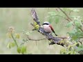 red backed shrike